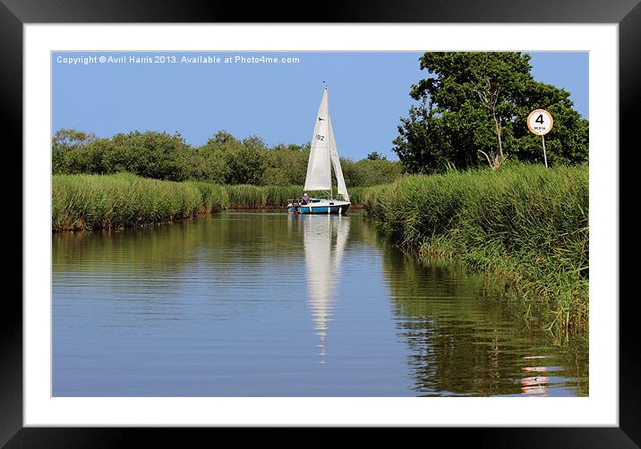Sailing on the Norfolk Broads Framed Mounted Print by Avril Harris
