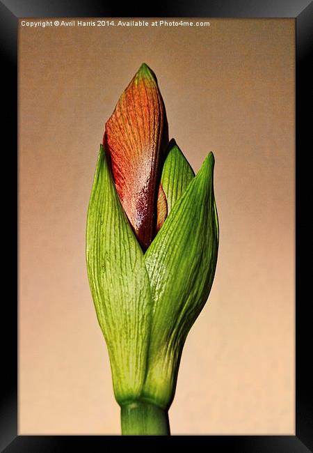 Amaryllis Bud Framed Print by Avril Harris