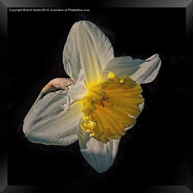 Sunlight Daffodil Framed Print by Avril Harris