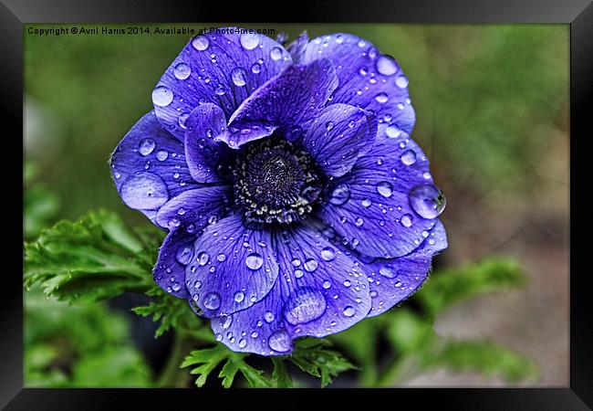 Anemone with raindroplets Framed Print by Avril Harris