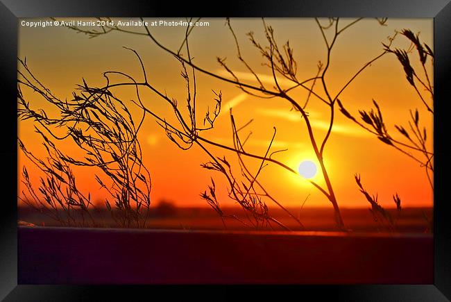  Sunset through the bushes Framed Print by Avril Harris