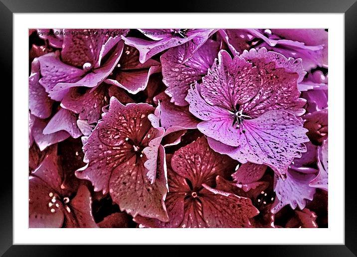  Pink Hydrangea Framed Mounted Print by Avril Harris