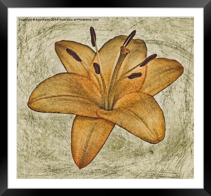  Textured lily Framed Mounted Print by Avril Harris