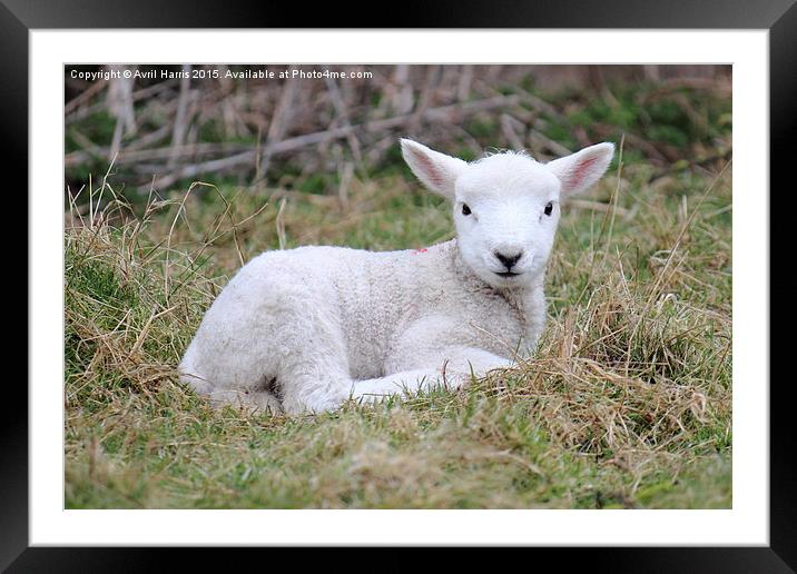  Lamb at rest Framed Mounted Print by Avril Harris
