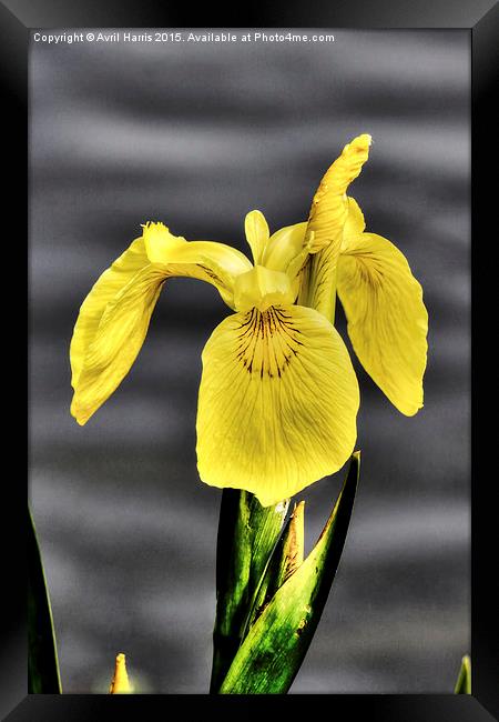  Yellow Flag Framed Print by Avril Harris