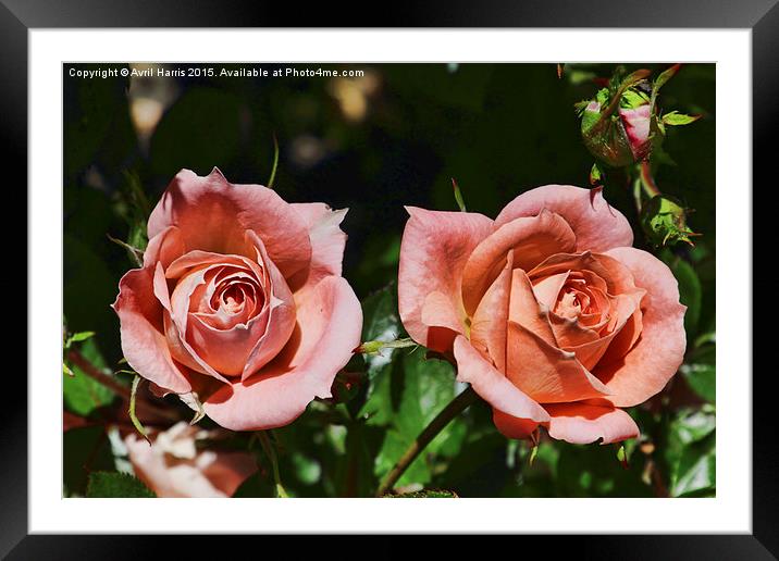  Peach patio roses Framed Mounted Print by Avril Harris