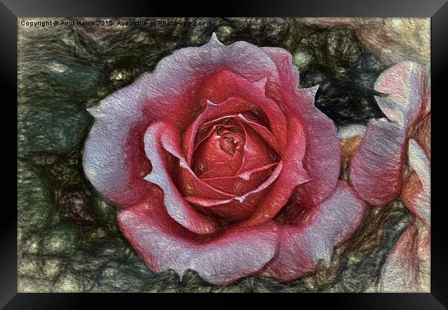  Peach rose art Framed Print by Avril Harris