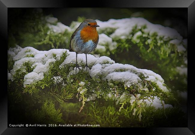 Winter Robin Framed Print by Avril Harris