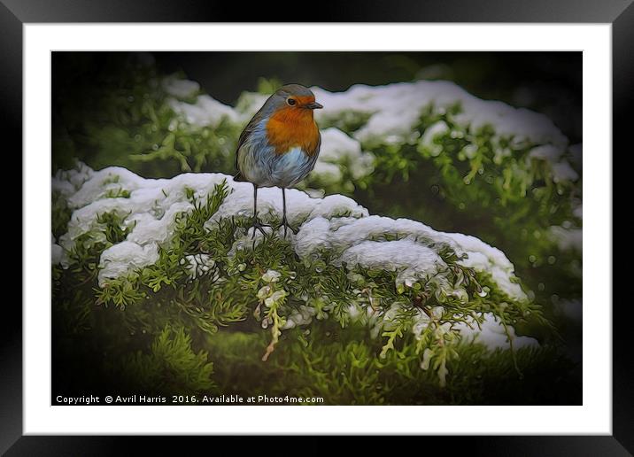 Winter Robin Framed Mounted Print by Avril Harris