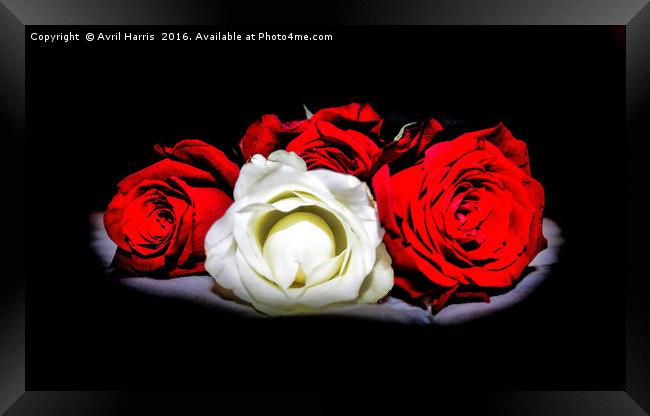 Red and White Roses Framed Print by Avril Harris
