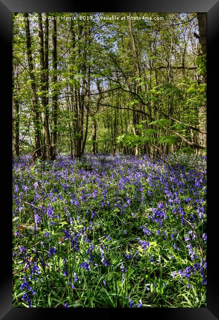 Bluebells Everdon Stubbs Wood Framed Print by Avril Harris