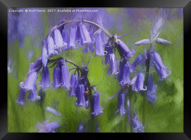 Bluebell Arch Framed Print by Avril Harris