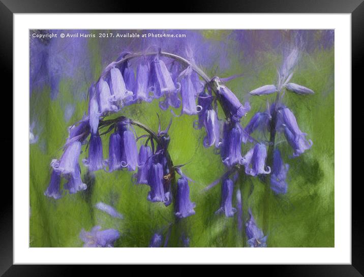 Bluebell Arch Framed Mounted Print by Avril Harris