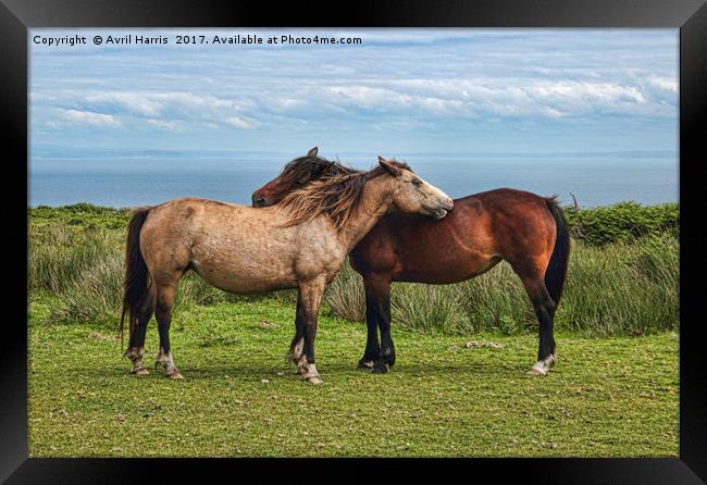 The Lundy Ponies Framed Print by Avril Harris