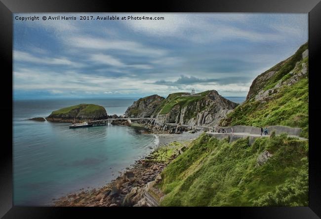 Lundy Island Framed Print by Avril Harris