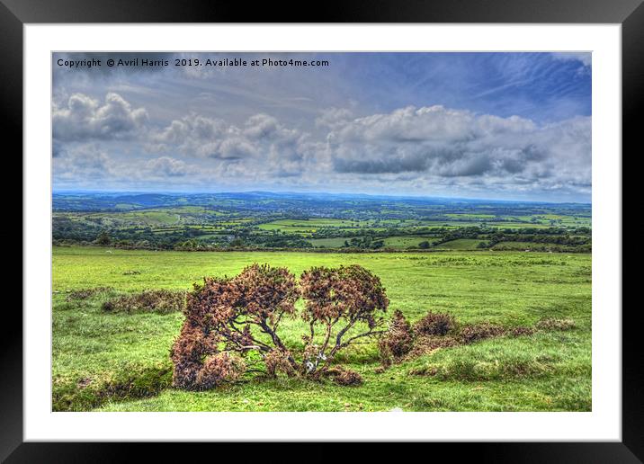 Dartmoor National Park Devon Framed Mounted Print by Avril Harris