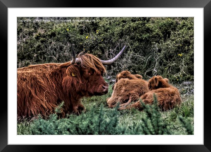 Dartmoor Highland Long Horned Cattle Framed Mounted Print by Avril Harris