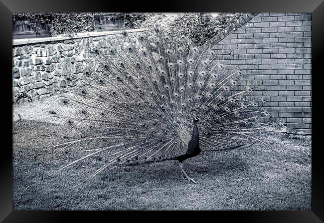 Monochrome Peacock Framed Print by Avril Harris