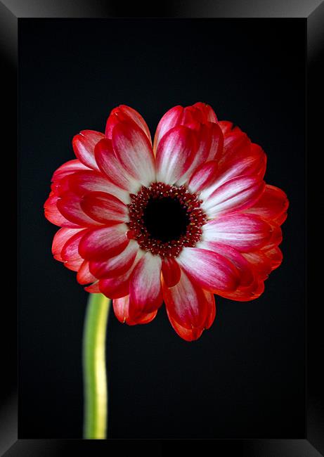 vibrant red gerbera Framed Print by Claire Hartley