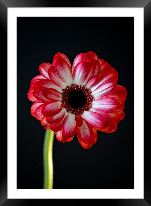 vibrant red gerbera Framed Mounted Print by Claire Hartley