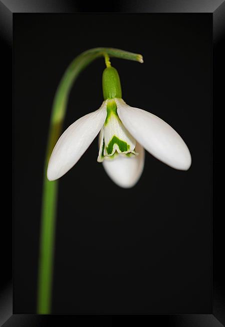 Elegant Snowdrop Framed Print by Claire Hartley