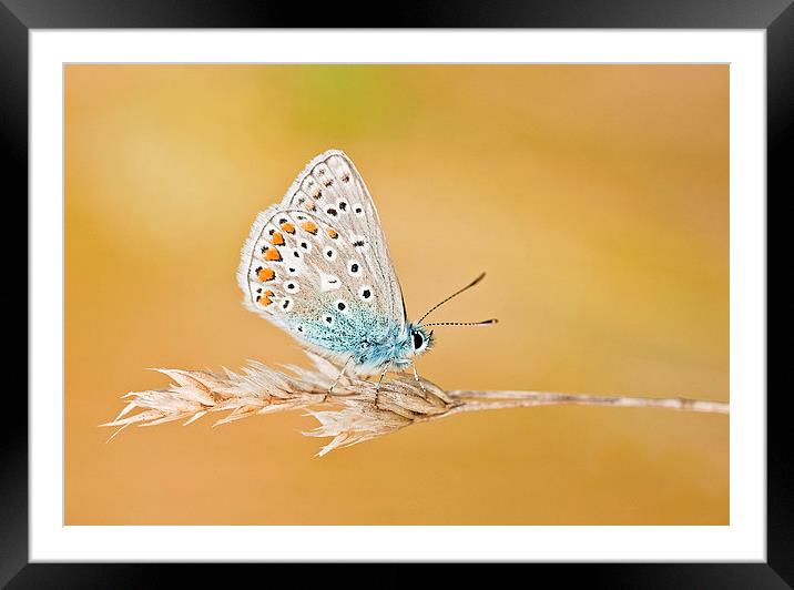 Flutterby Framed Mounted Print by Claire Hartley