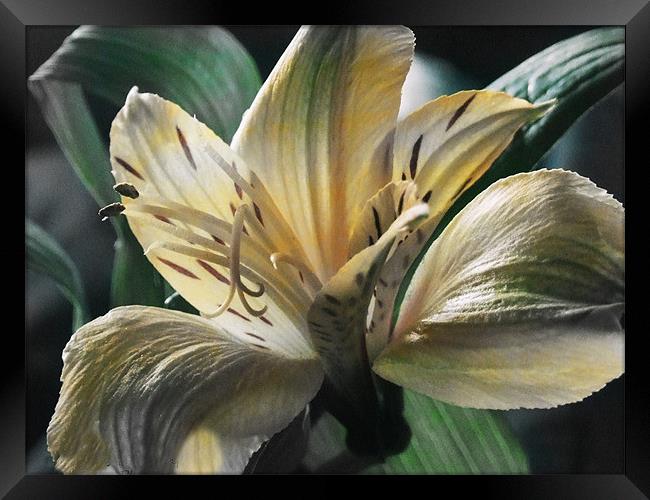 Lily Framed Print by carin severn