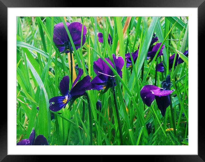 purple flowers Framed Mounted Print by carin severn