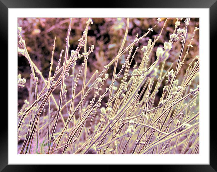 bending in the wind Framed Mounted Print by carin severn