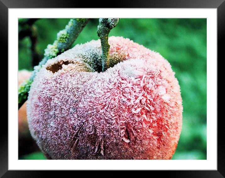 Frozen in time Framed Mounted Print by carin severn