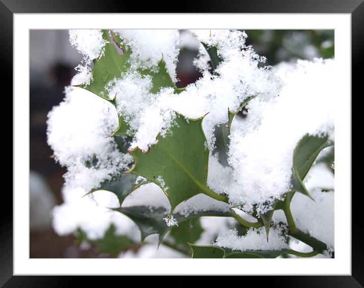 snow covered holly Framed Mounted Print by carin severn