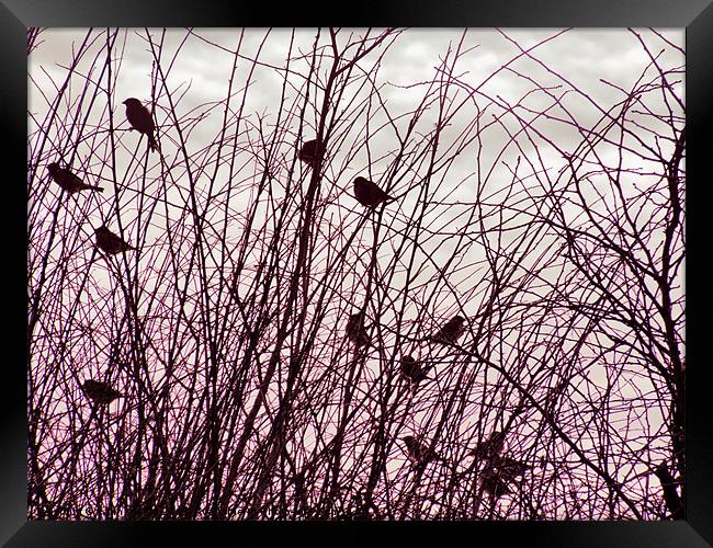 home to roost Framed Print by carin severn