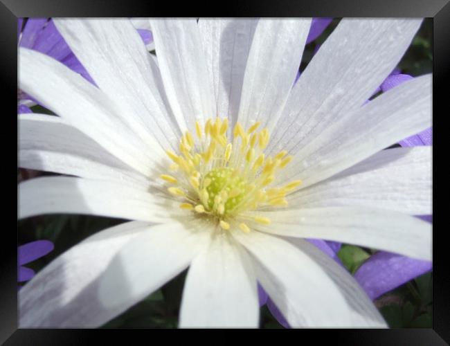 Aster in Sunlight Framed Print by carin severn