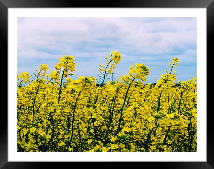 Field of Yellow Framed Mounted Print by carin severn