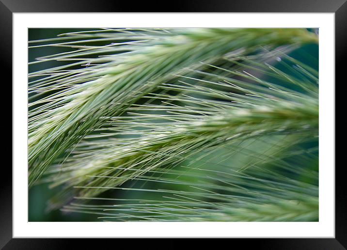 green darts Framed Mounted Print by carin severn