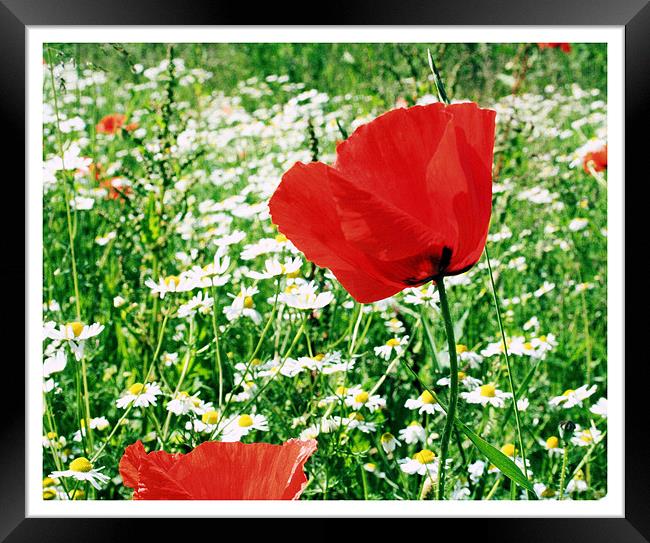 The Poppy Framed Print by carin severn