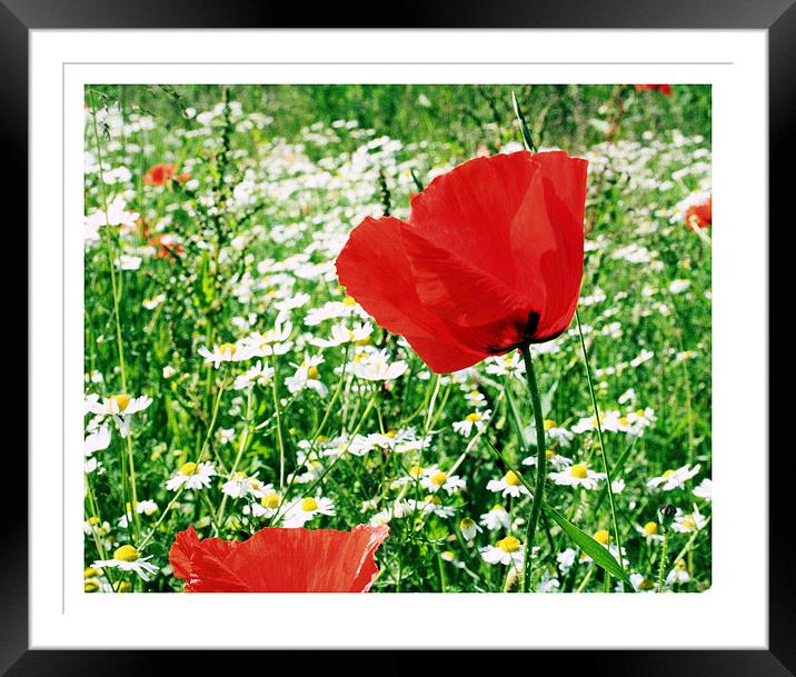 The Poppy Framed Mounted Print by carin severn