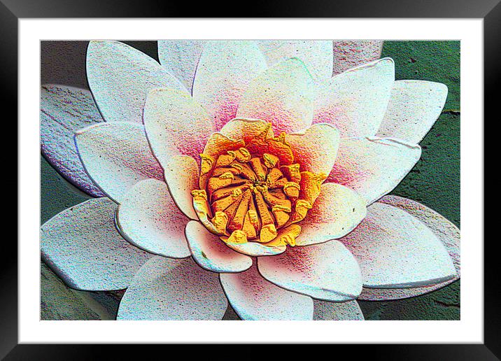 Water lily Framed Mounted Print by carin severn