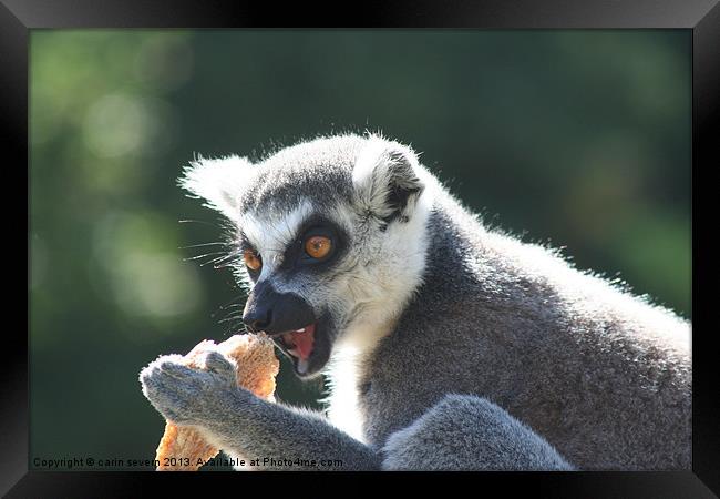 Ring tailed Lemur Framed Print by carin severn