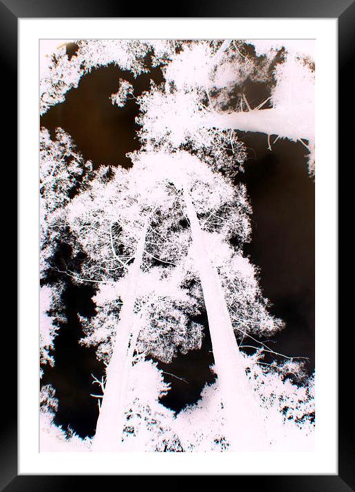 infrared trees Framed Mounted Print by carin severn