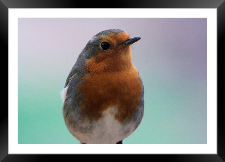  little robin  Framed Mounted Print by carin severn