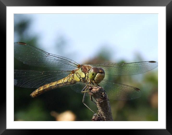 Dragonfly Framed Mounted Print by carin severn