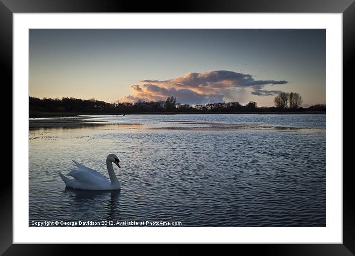 Swan on Big Waters Framed Mounted Print by George Davidson