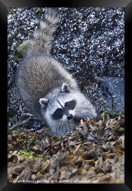Curious Racoon Framed Print by George Davidson