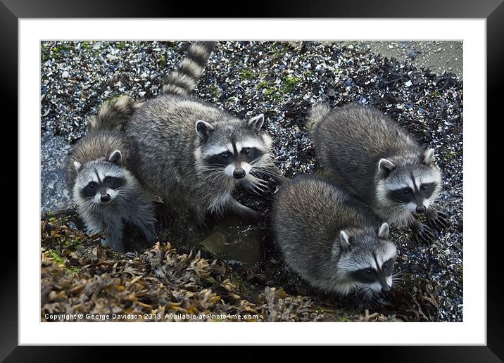 Racoon Family Framed Mounted Print by George Davidson