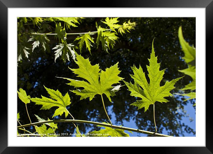 Canadian Maple Framed Mounted Print by George Davidson