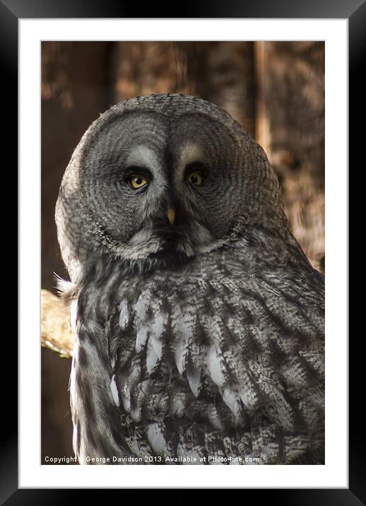 Great Grey Owl Framed Mounted Print by George Davidson