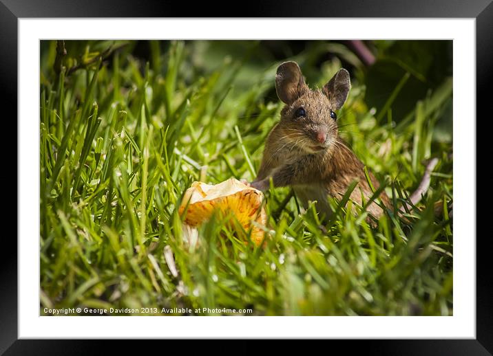 Field Mouse on Alert Framed Mounted Print by George Davidson