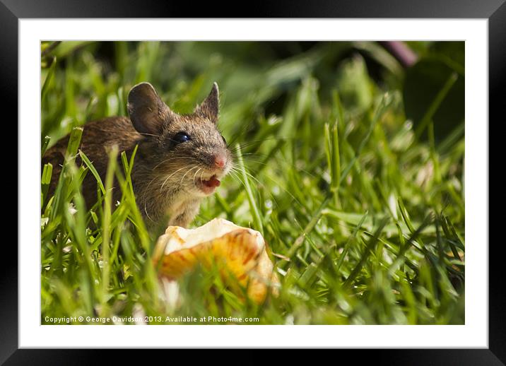 Field Mouse in the Grass Framed Mounted Print by George Davidson