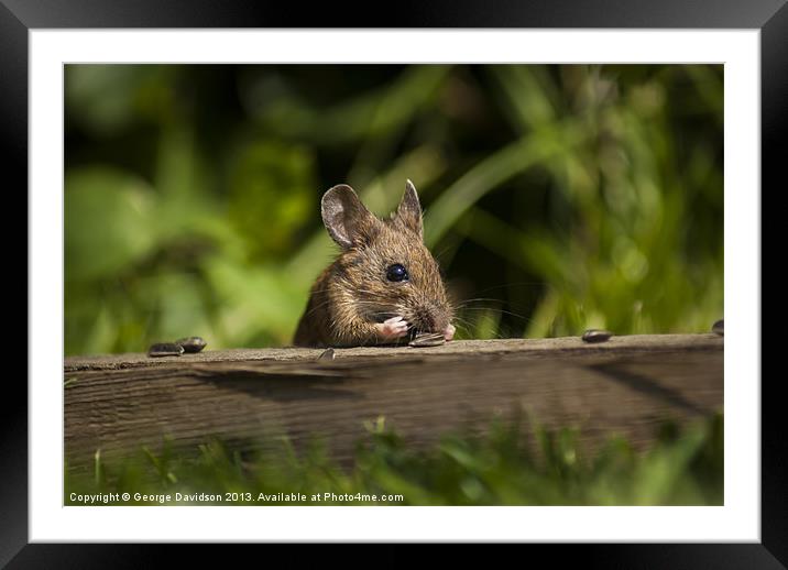 Field Mouse Snack Bar Framed Mounted Print by George Davidson